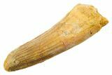 Fossil Spinosaurus Tooth - Feeding Worn Tooth #364207-1